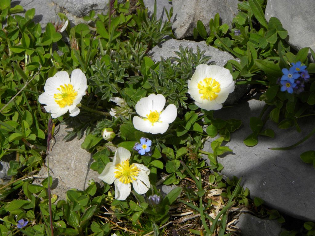 Ranunculus seguieri? S